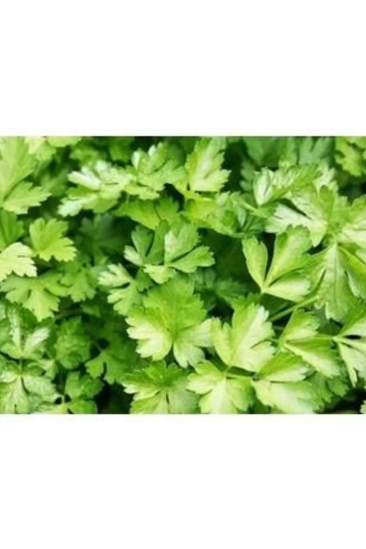 Agrokar Maydanoz Tohumu 25gr 1 Paket Agrokar Maydanoz Tohumu 25gr 1 Paket