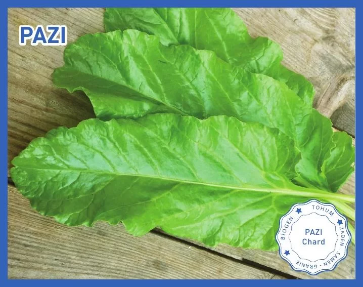 Biogen Pazı Tohumu 25gr 1 Paket Biogen Pazı Tohumu 25gr 1 Paket