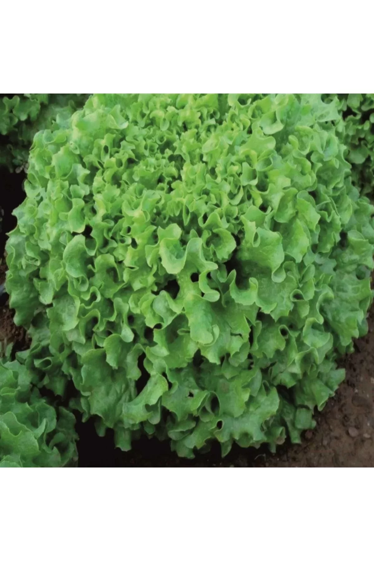 Green Line Kıvırcık Marul Tohumu 25gr 1 Paket Green Line Kıvırcık Marul Tohumu 25gr 1 Paket