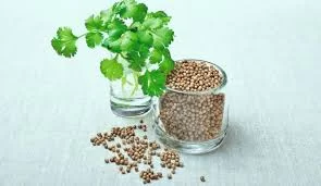 Seed Kişniş Tohumu 10gr 1 Paket Seed Kişniş Tohumu 10gr 1 Paket